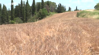 ERROR! Crisi del grano, in Toscana 60mila ettari in pi�