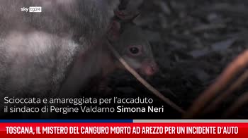 Toscana, il mistero del canguro morto ad Arezzo per un incidente d?auto