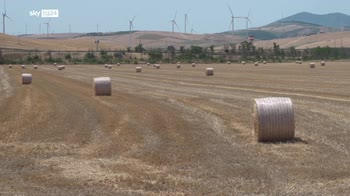 ERROR! Siccit�, in Puglia a rischio gli allevamenti di cozze