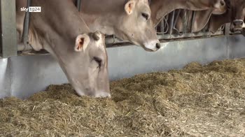 Bari, meno latte dalle mucche per il gran caldo