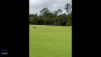 Florida, golfista non si lascia distrarre da un alligatore