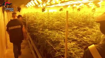 Pomezia, scoperte maxi piantagioni di cannabis: 11 arresti