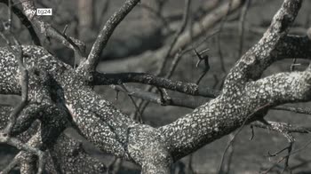 Emergenza incendi in Italia, critica situazione sul Carso e in Versilia