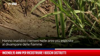 Incendi in Italia,15 anni per ricostruire i boschi distrutti