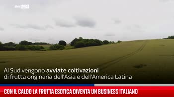 Con il caldo la frutta esotica diventa un business italiano