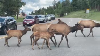 Colorado, branco di cervi attraversa la strada. VIDEO