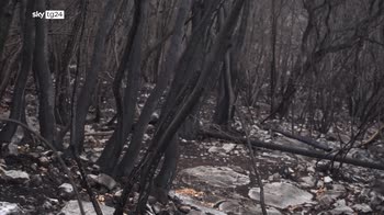 Incendi carso, boschi danneggiati e case minacciate