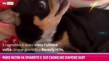 VIDEO Paris Hilton ha smarrito il suo cagnolino Diamond Bab