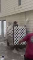 Florida, uomo salva gatto dall'uragano Ian
