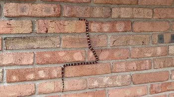 Serpente reale Credit: Coronado National Memorial Storyful