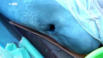 Il salvataggio di un delfino rosa in Bolivia