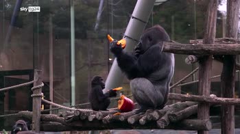 Halloween allo zoo, festa con le zucche