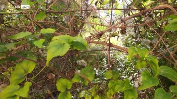 Salerno, bimba gi� da finestra, illesa: fermato padre