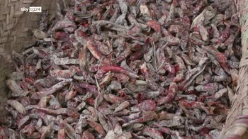 COP27, le conseguenze del cambiamento climatico sull'agricoltura