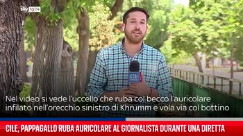Cile, pappagallo ruba auricolare al giornalista durante una diretta