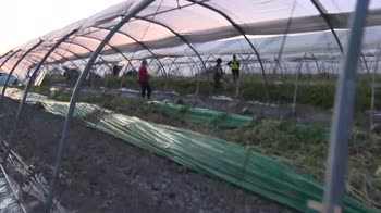 ERROR! Pakistan, ordine di cattura per genitori Saman