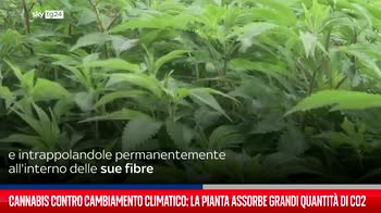 Cannabis contro cambiamento climatico: la pianta assorbe grandi quantit� di Co2