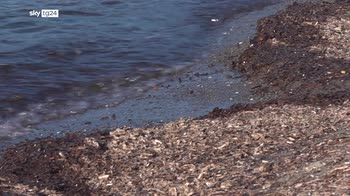 Frana Ischia, Sos per fango in mare: danni ecosistema