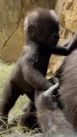 I primi passi di un gorilla (Fort Worth Zoo via Storyful)