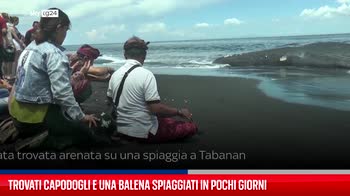 Bali, trovati capodogli e una balena spiaggiati in pochi giorni