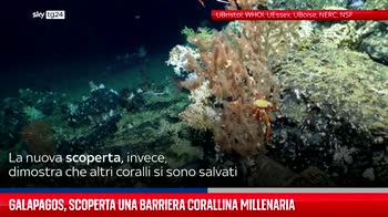 Galapagos, scoperta una barriera corallina millenaria