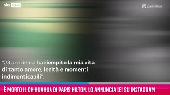 VIDEO È morto il chihuahua di Paris Hilton, l'annuncio