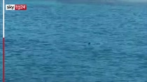 Croazia, apparente avvistamento di squalo a Dubrovnik