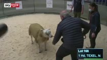 Scozia, battuta all’asta la pecora più pregiata al mondo